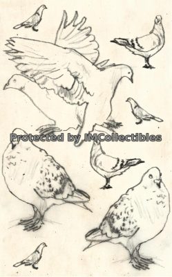 Pigeons