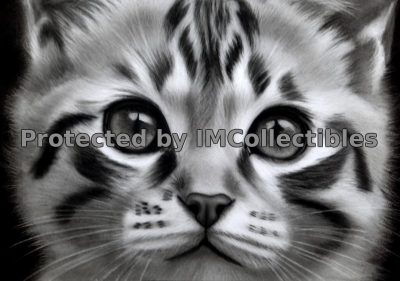 Playful cat