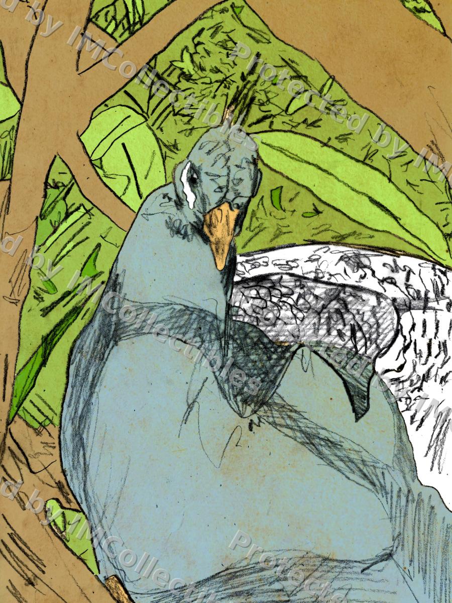 Peacock