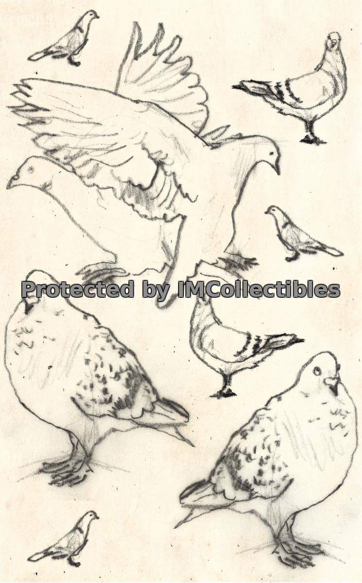 Pigeons